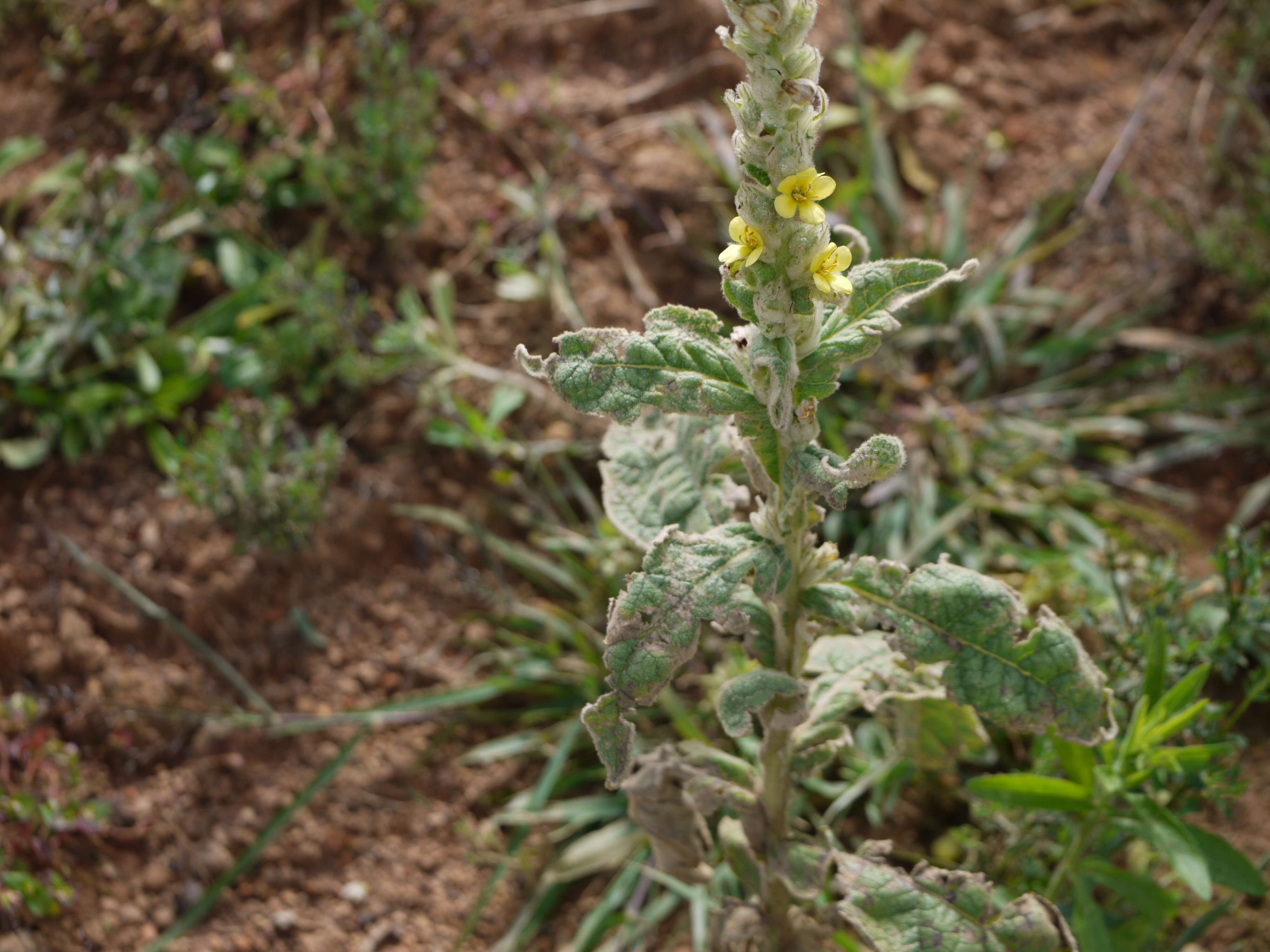 Image of Great Mullein