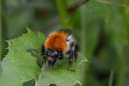 Image of Common carder bumblebee