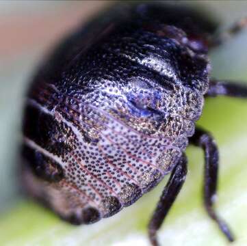 Image of Eurygaster testudinaria