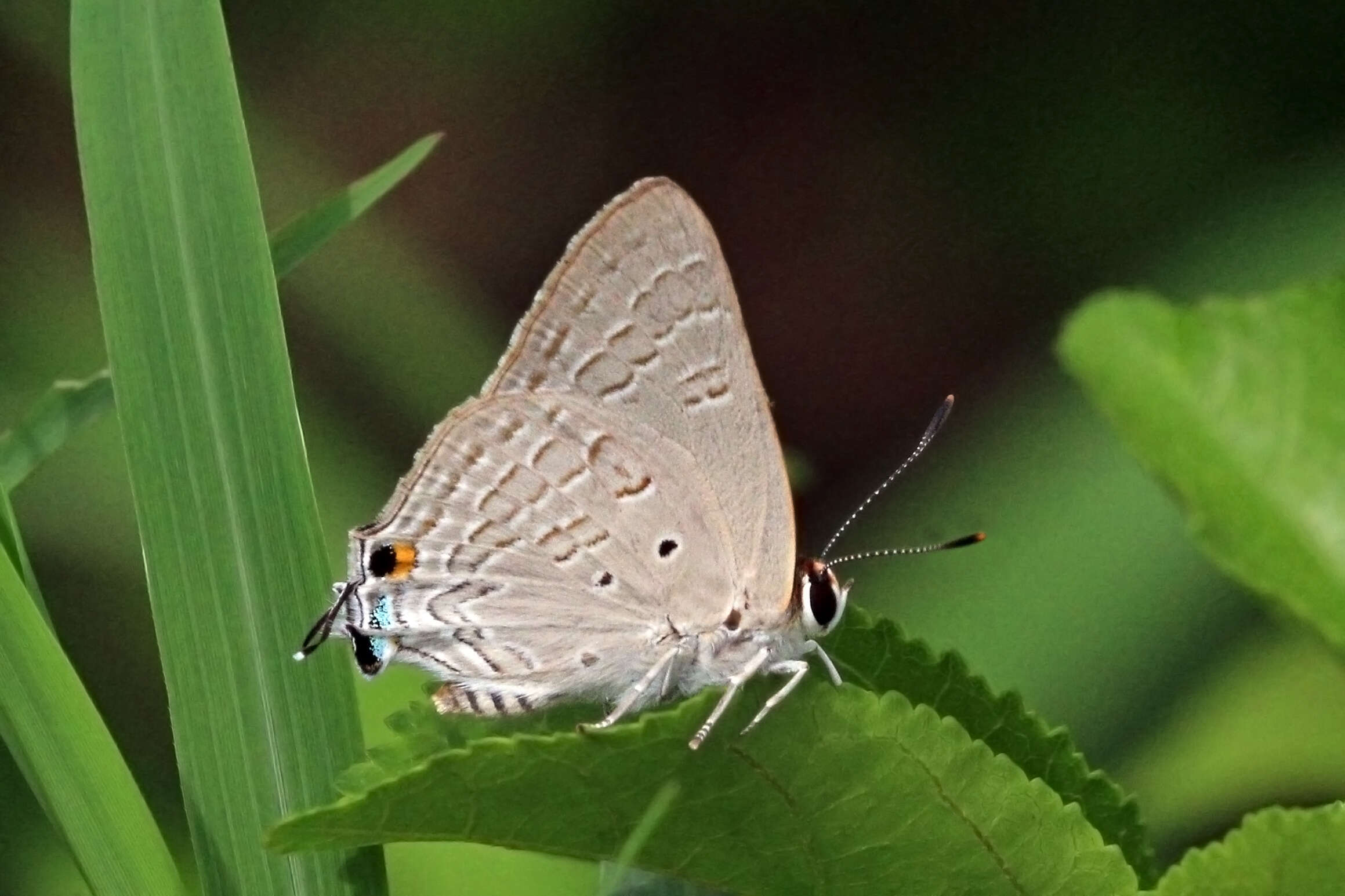 Image of Deudorix antalus (Hopffer 1855)