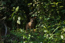 Image of golden jackal