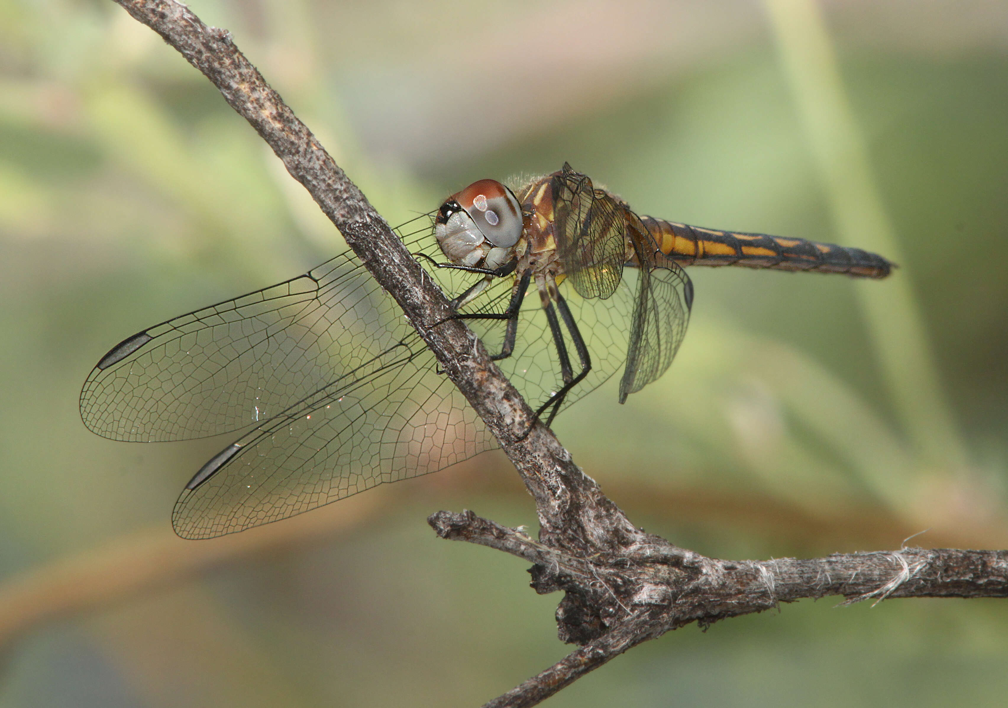 Image of Blue Dasher