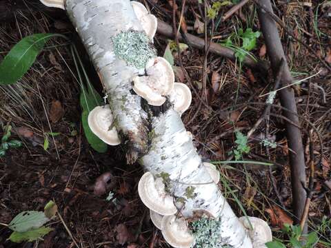 Image of Trametes hirsuta (Wulfen) Lloyd 1924