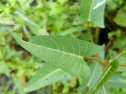 Image of kangkung