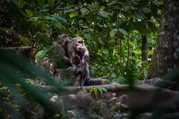 Image of Long-tailed Macaque