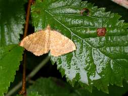 Image of Camptogramma bilineata