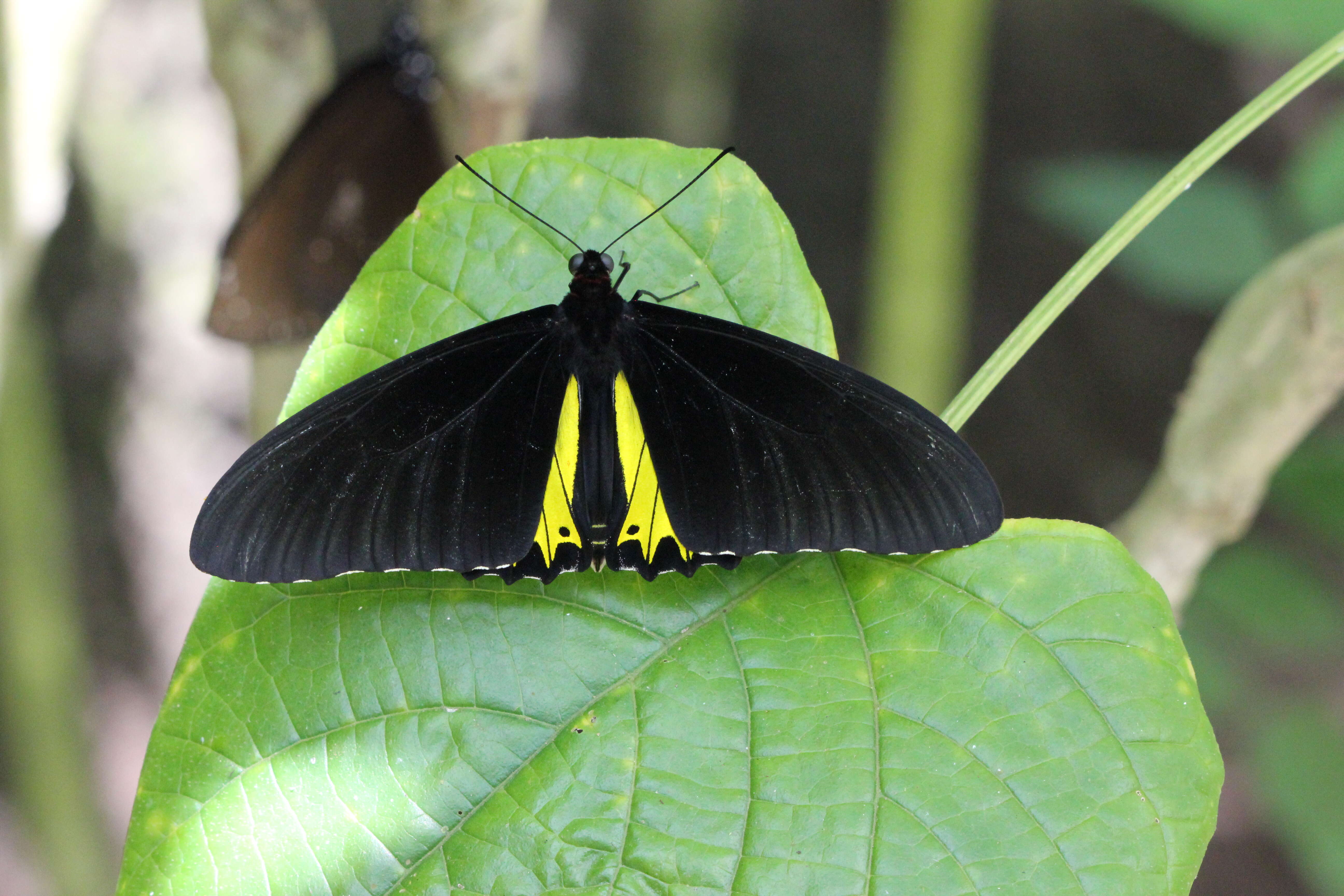 Troides helena (Linnaeus 1758) resmi