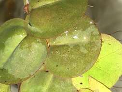 Image of Red Root Floater