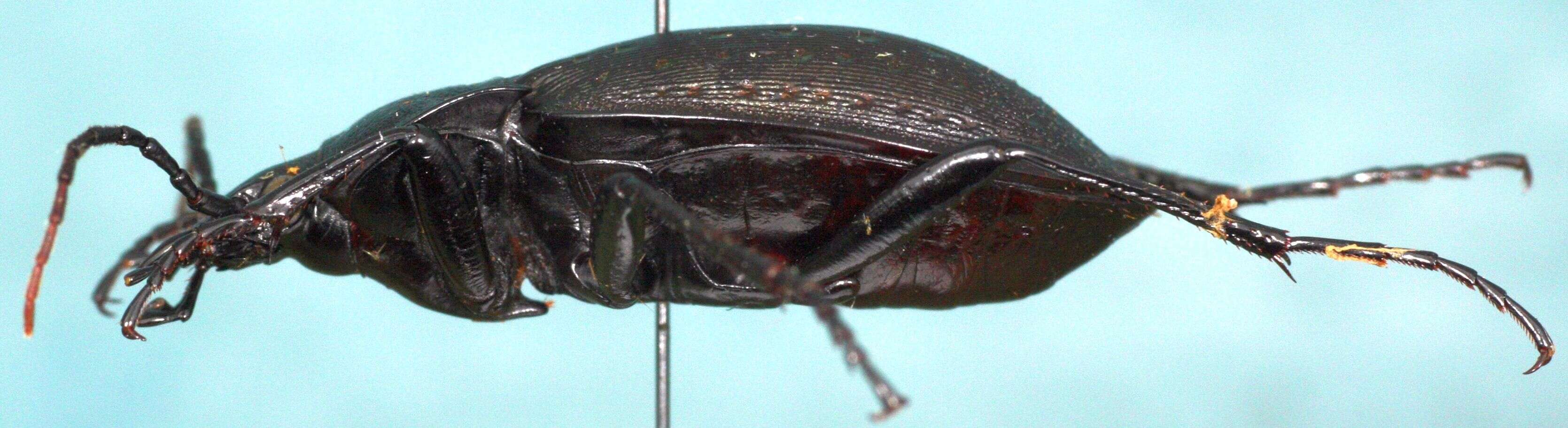 Image of Carabus (Oreocarabus) hortensis Linnaeus 1758