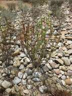 Eremophila racemosa (Endl.) F. Muell. resmi