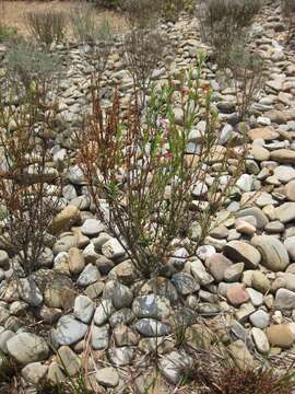 صورة Eremophila racemosa (Endl.) F. Muell.