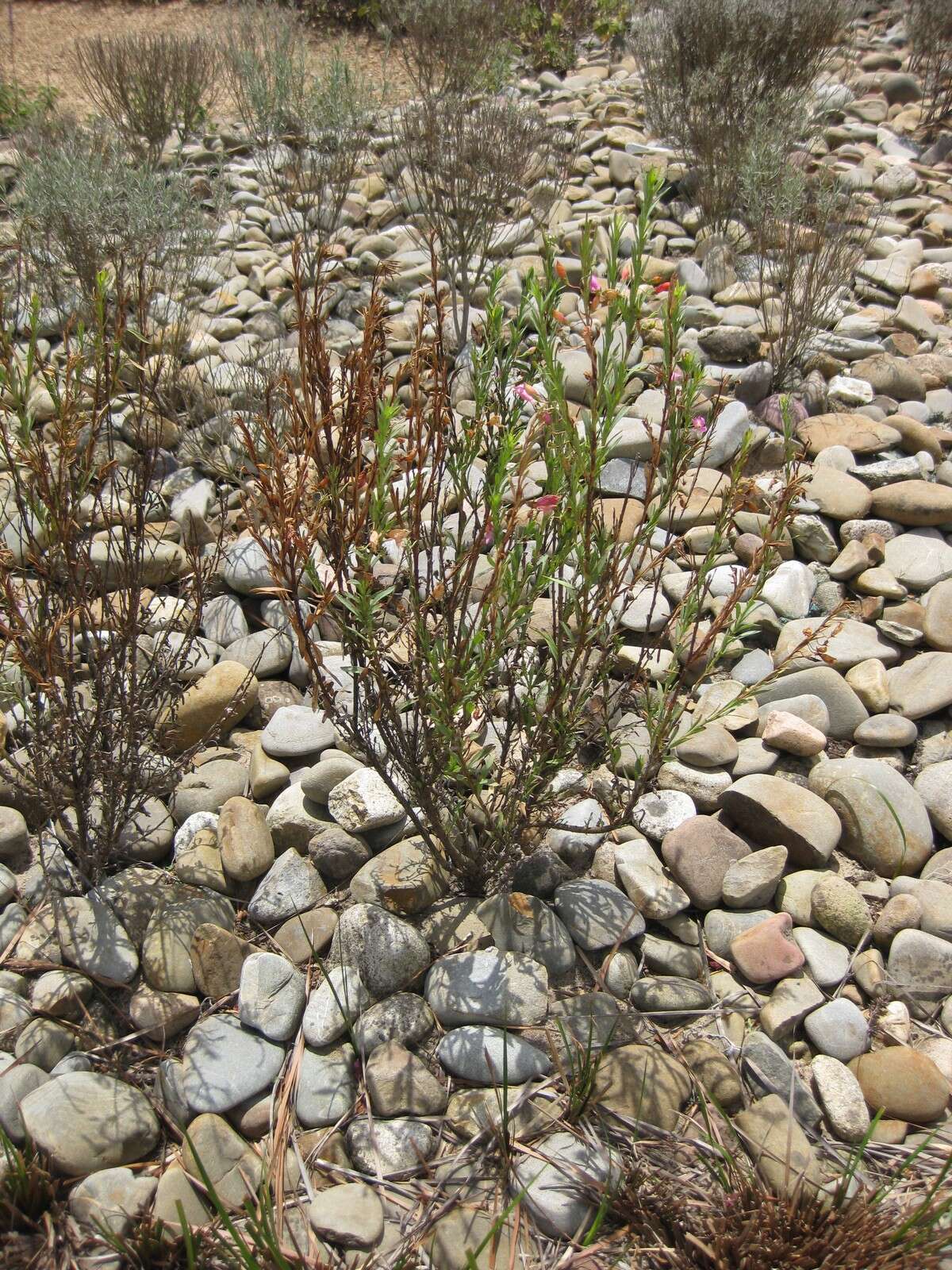 صورة Eremophila racemosa (Endl.) F. Muell.