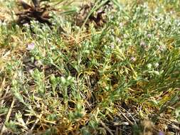 Image of red sandspurry