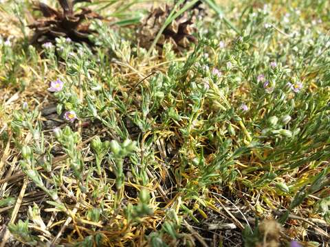 Image of red sandspurry