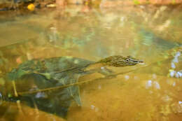 Image of Malayan Soft-shelled Turtle