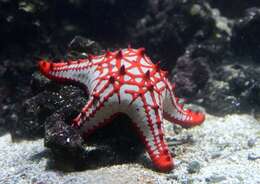 Image of African red knob sea star