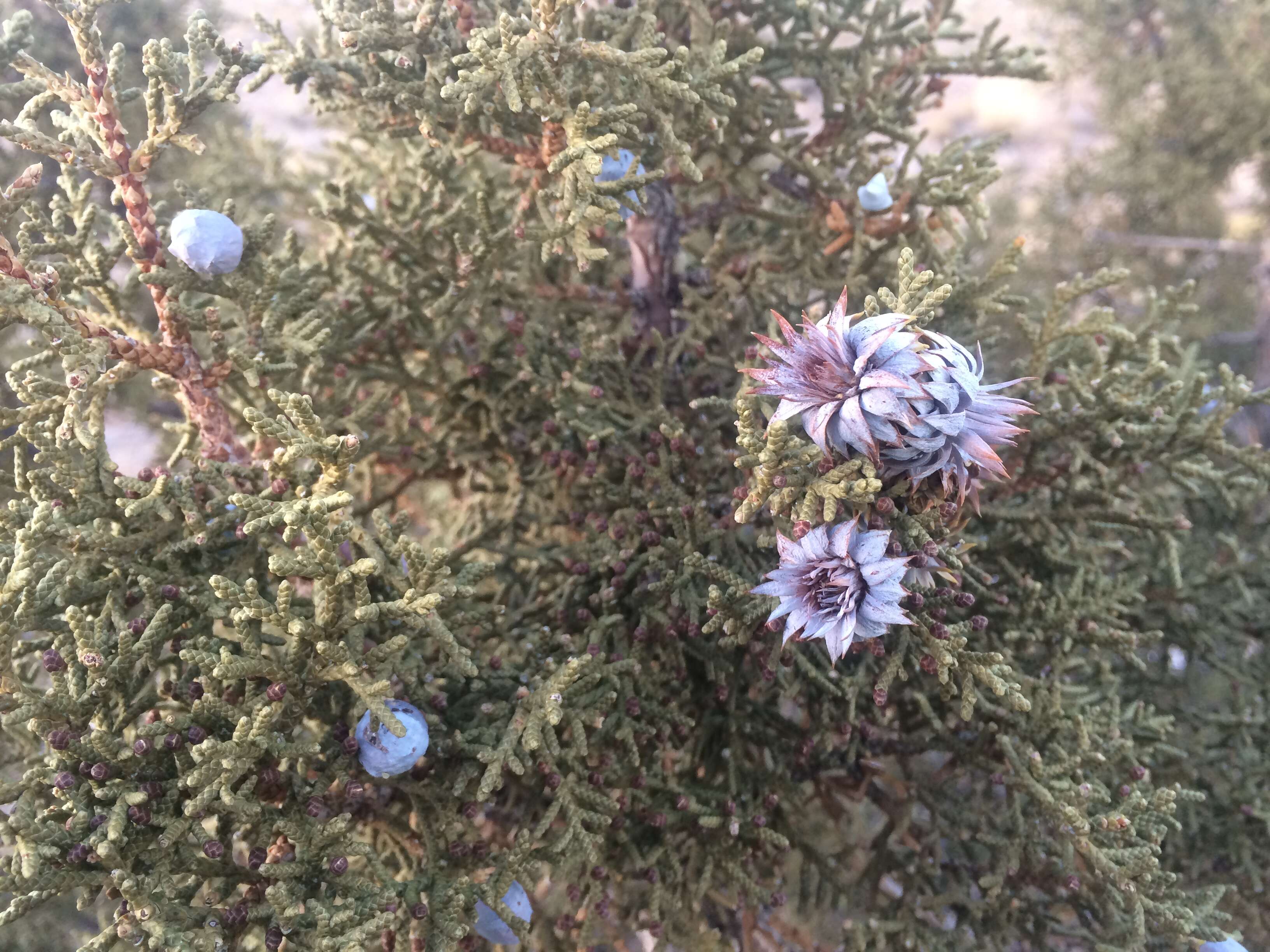 Image of Bigberry Juniper