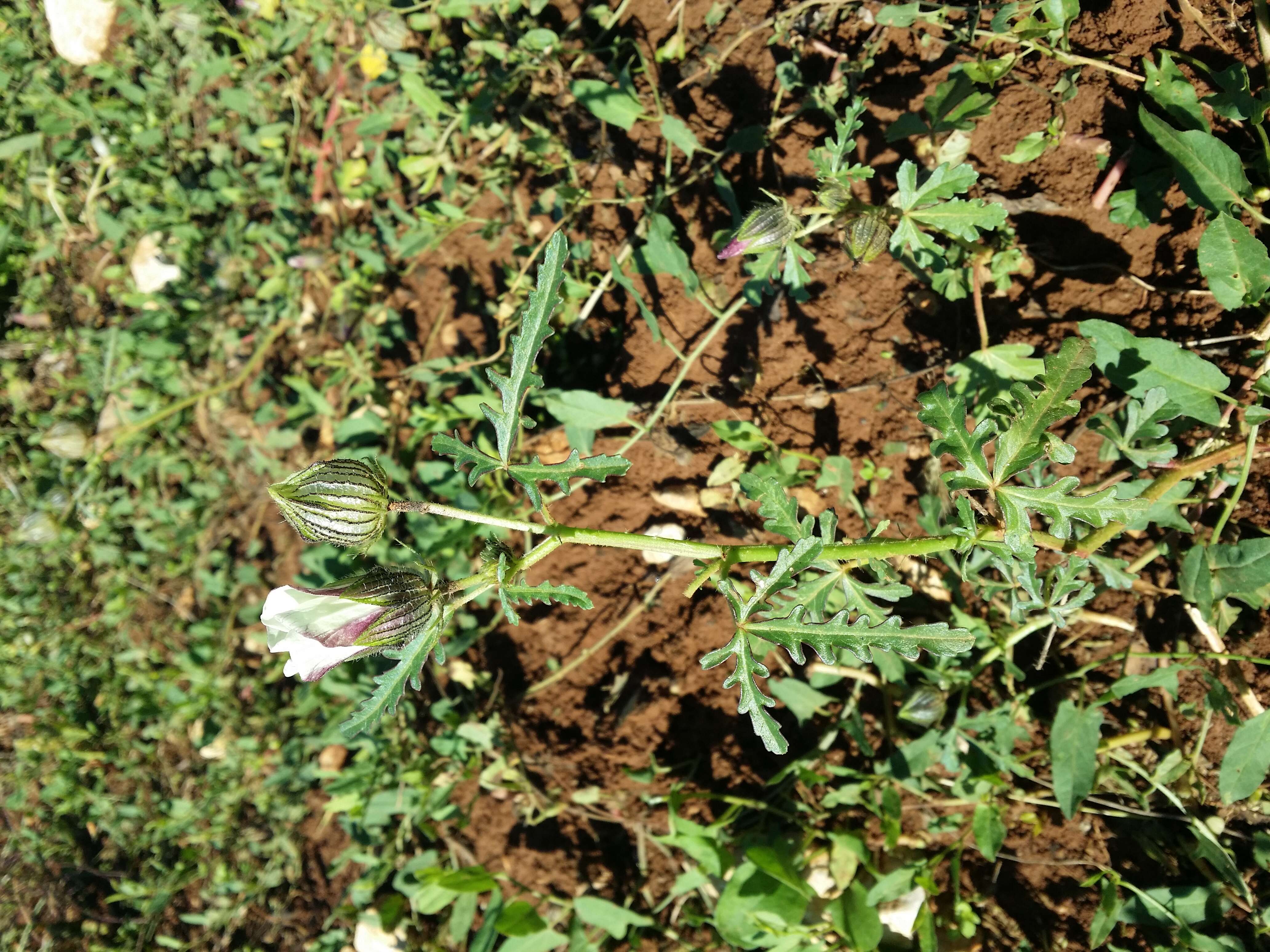 Image of flower of an hour