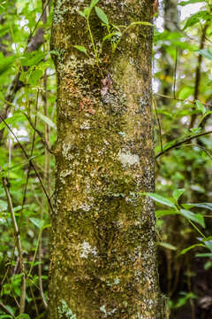 Imagem de Rubus cissoides A. Cunn.