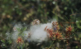 Image of creeping willow