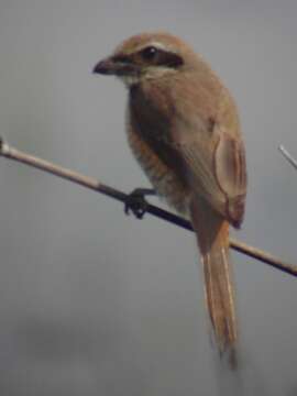 Image of Brown Shrike