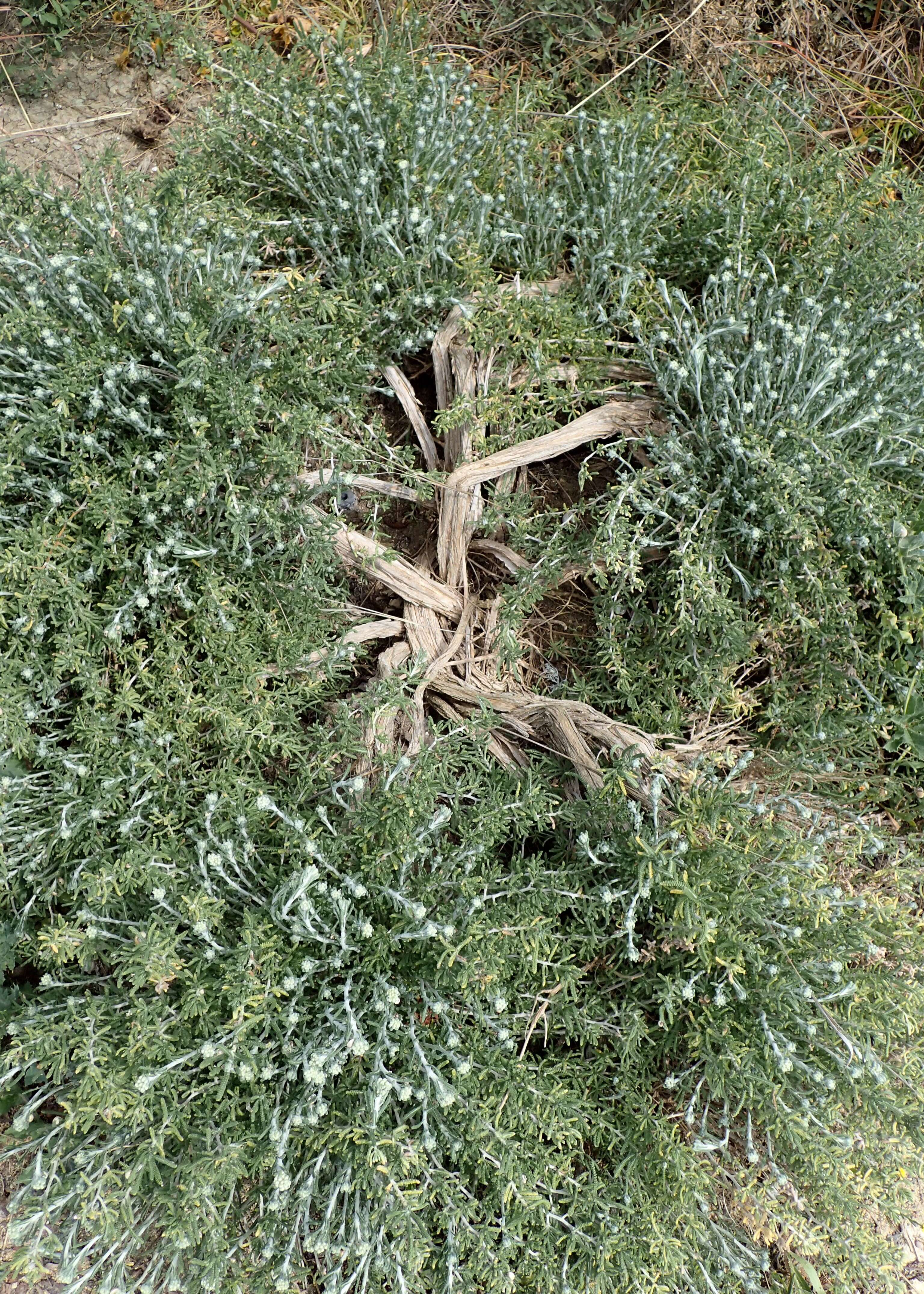 Achillea cretica L.的圖片