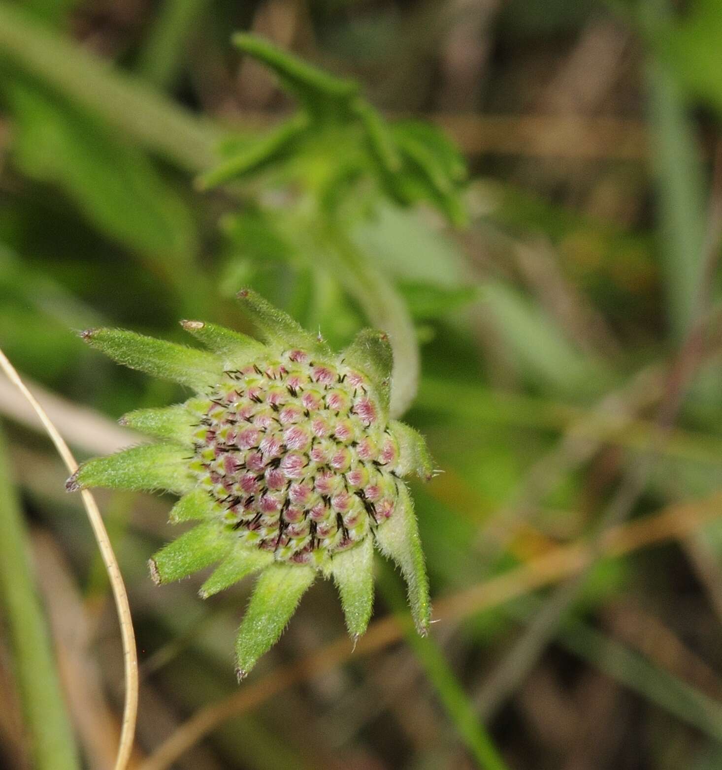 Image of dove pincushions