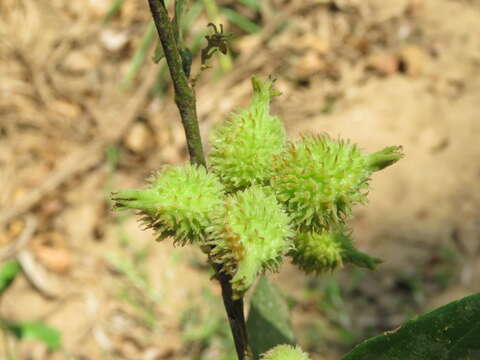 Image of Aporosa bourdillonii Stapf