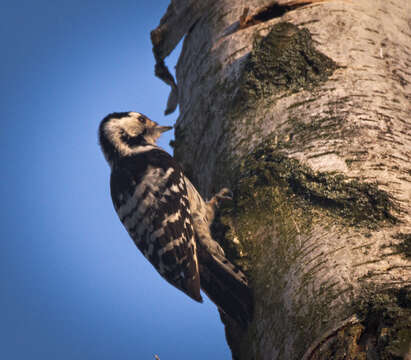 Image of Lesser Spotted Woodpecker