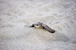 Image of Leatherback sea turtle