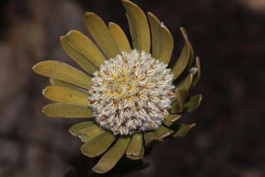 Image of Leucadendron singulare I. Williams