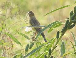 Image of Brown-headed Bunting