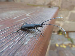 Image of capricorn beetle