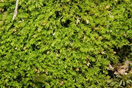 Image of calcareous gymnostomum moss