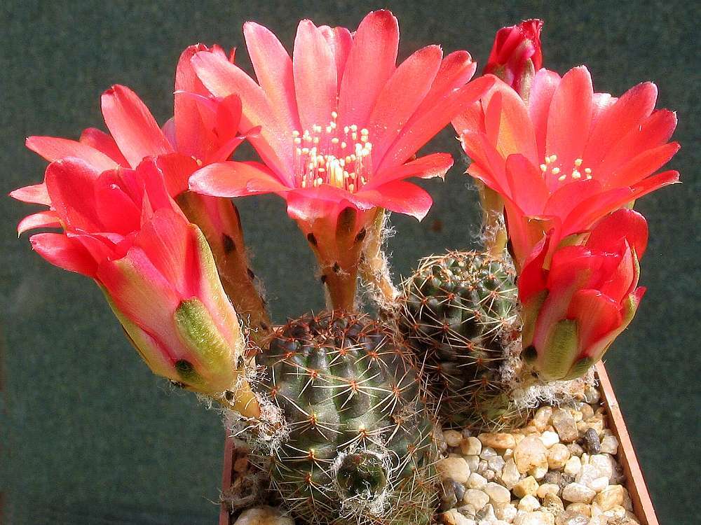 Imagem de Rebutia pulvinosa F. Ritter & Buining