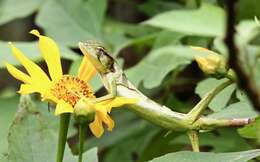 Image of Berthold's Bush Anole