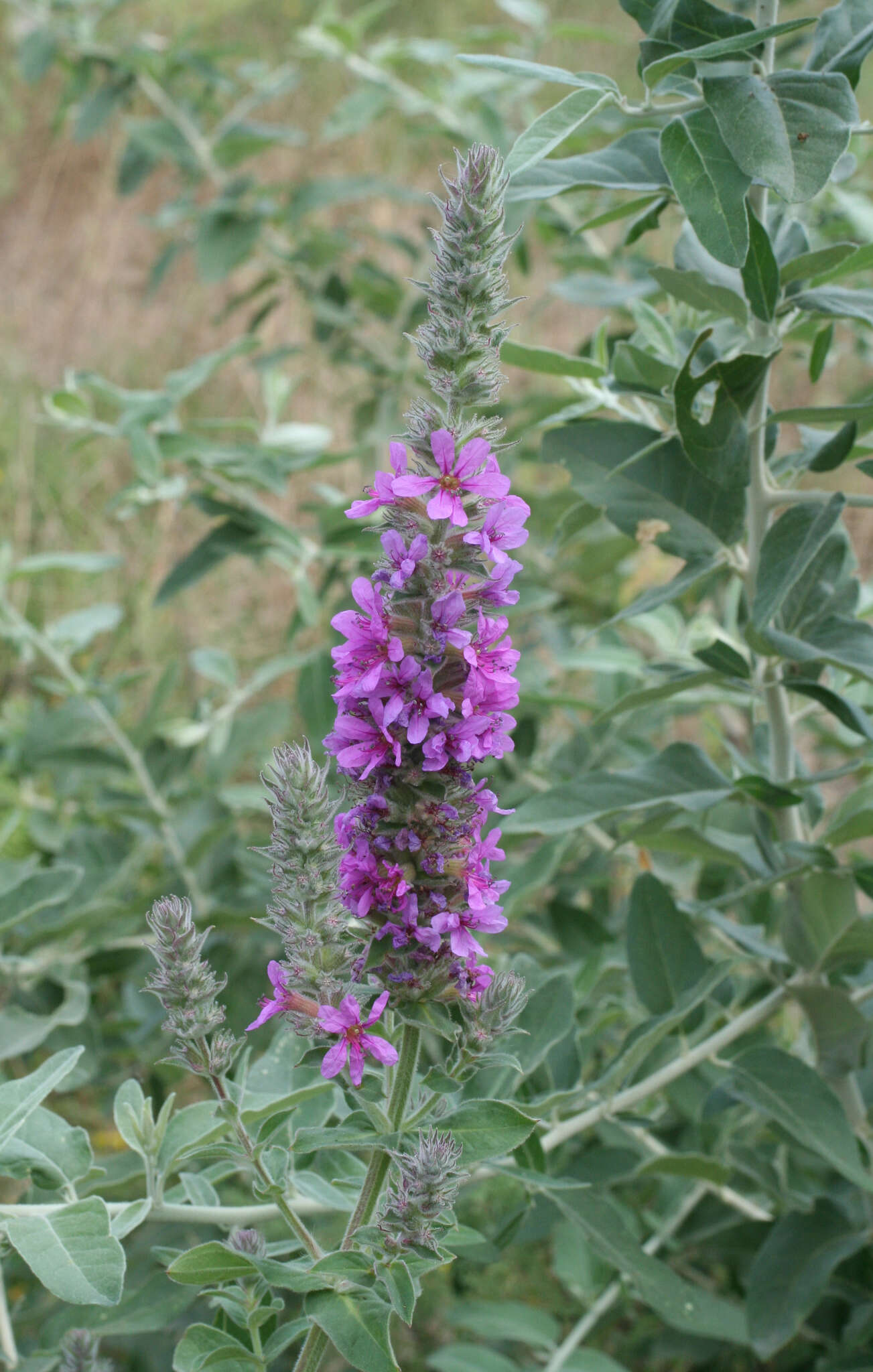 Image of Purple Loosestrife