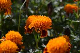 Tagetes erecta L. resmi