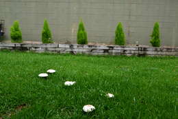 Image of Macrolepiota excoriata (Schaeff.) Wasser 1978