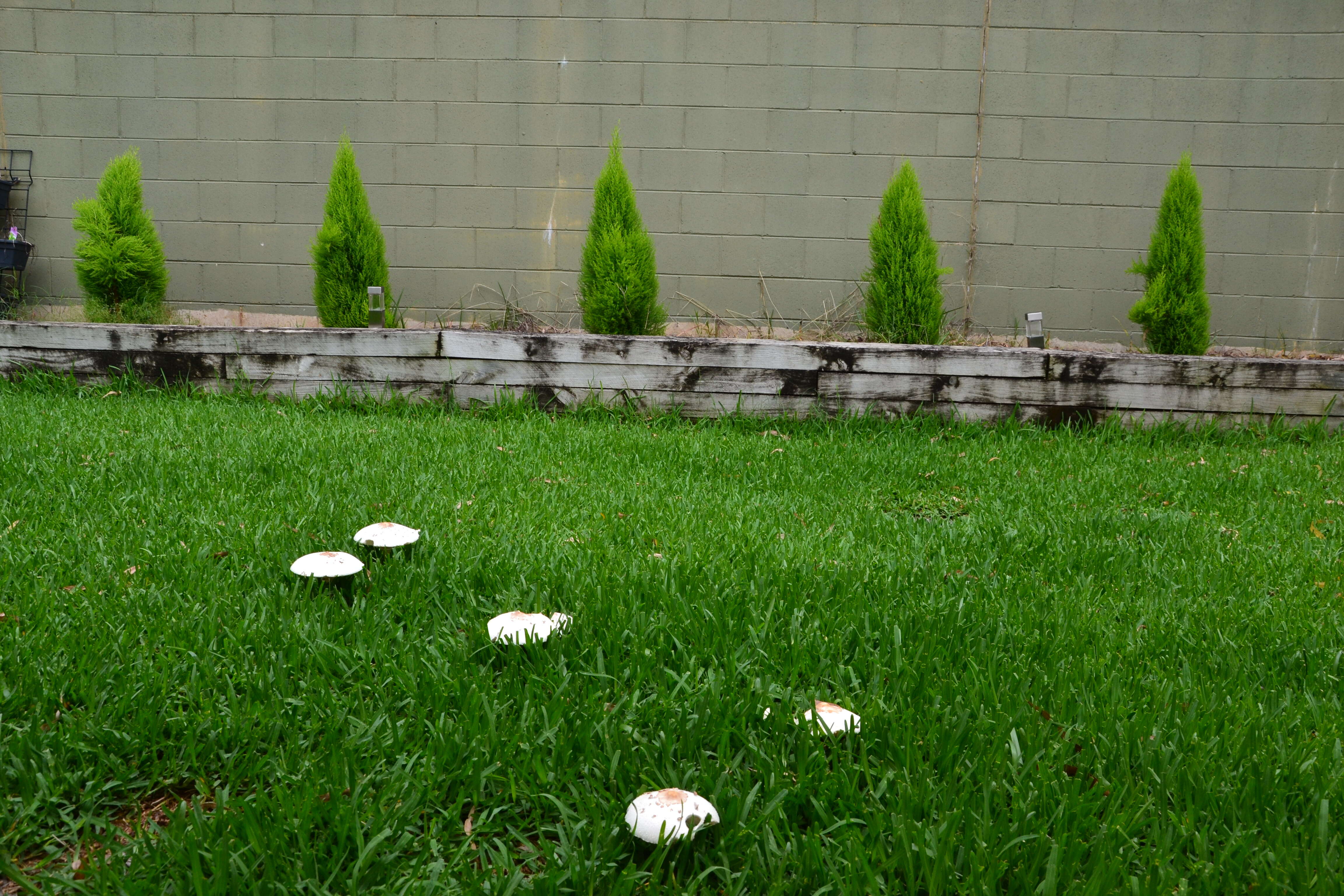 Image of Macrolepiota excoriata (Schaeff.) Wasser 1978