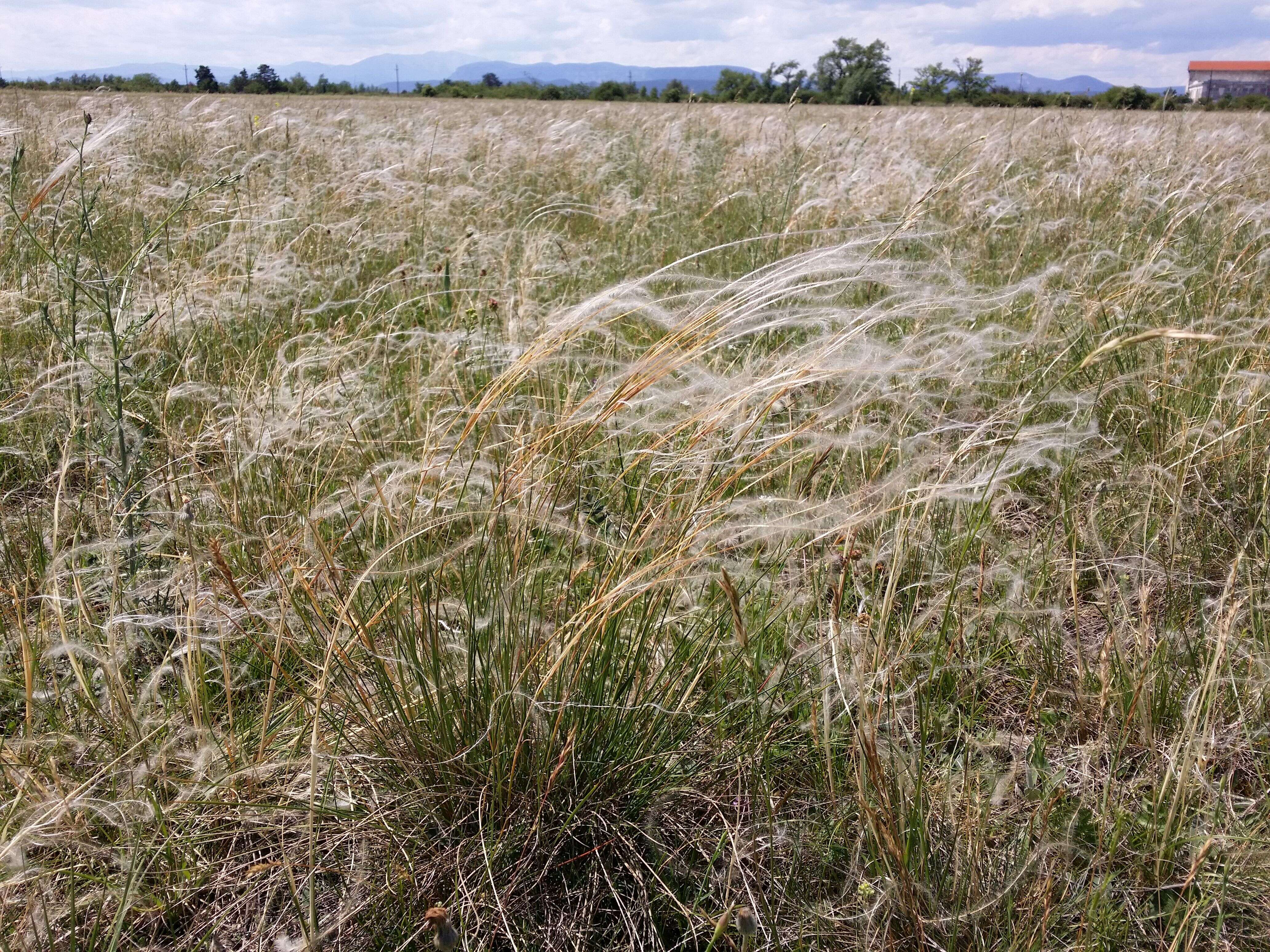 Image of European feather grass