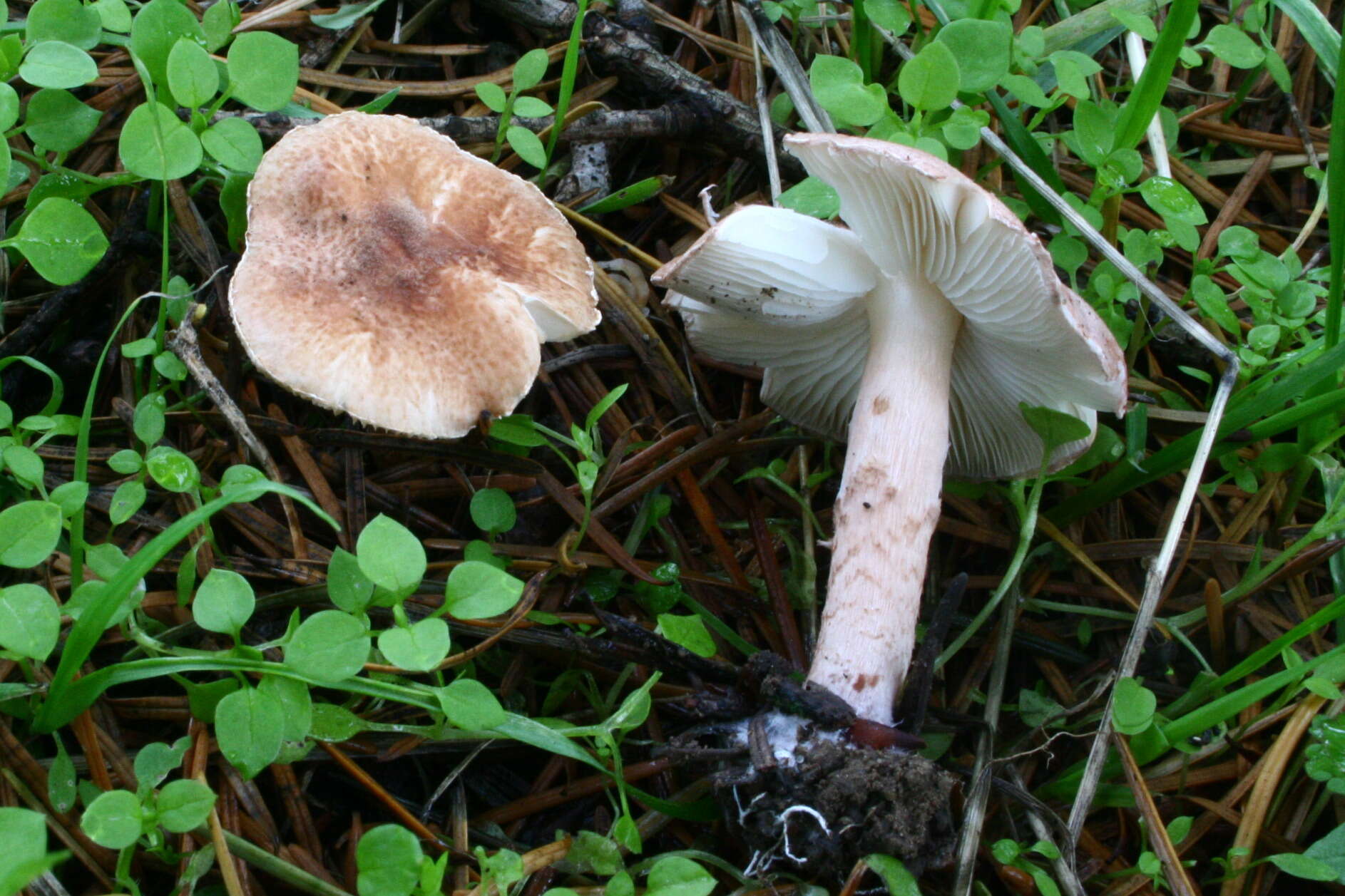 Image of Lepiota subincarnata J. E. Lange 1940