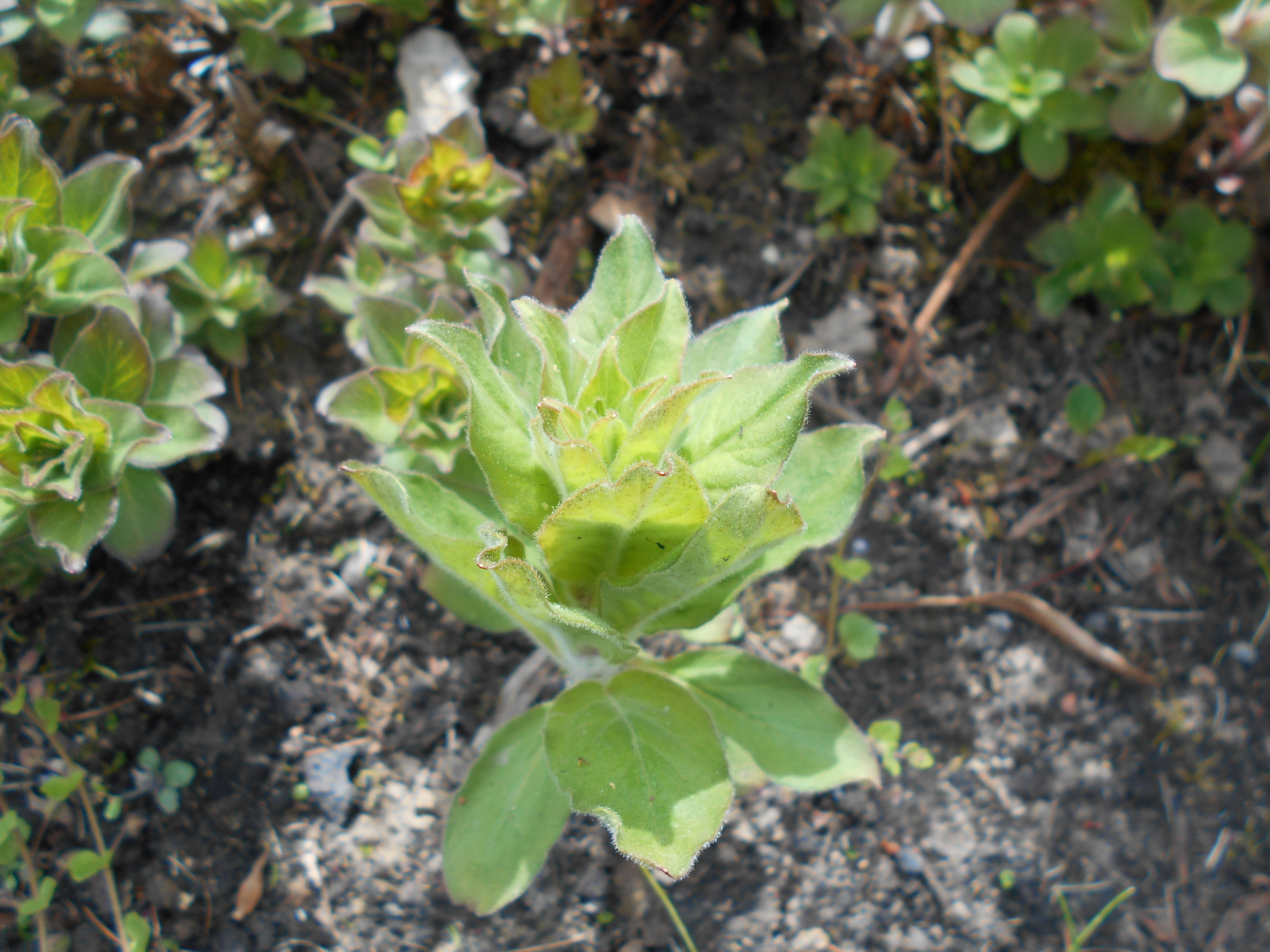 Image of Manchurian yellow loosestrife