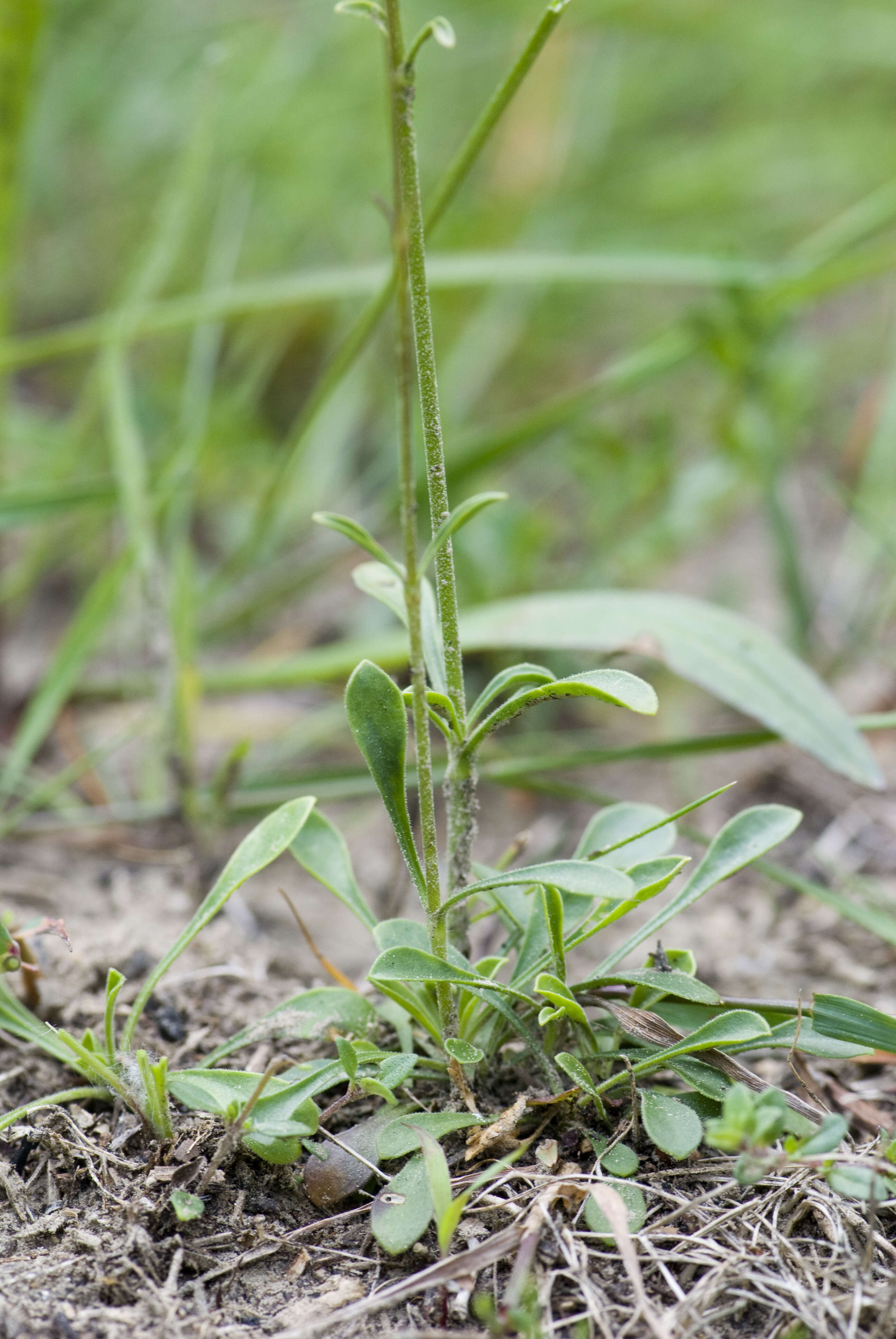 صورة Silene otites (L.) Wibel