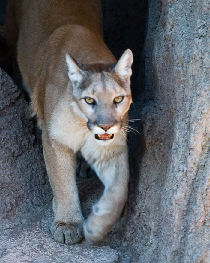 Image of Florida panther