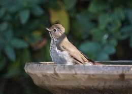 Image of Hermit Thrush