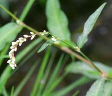 صورة Persicaria mitis (Schrank) Asenov