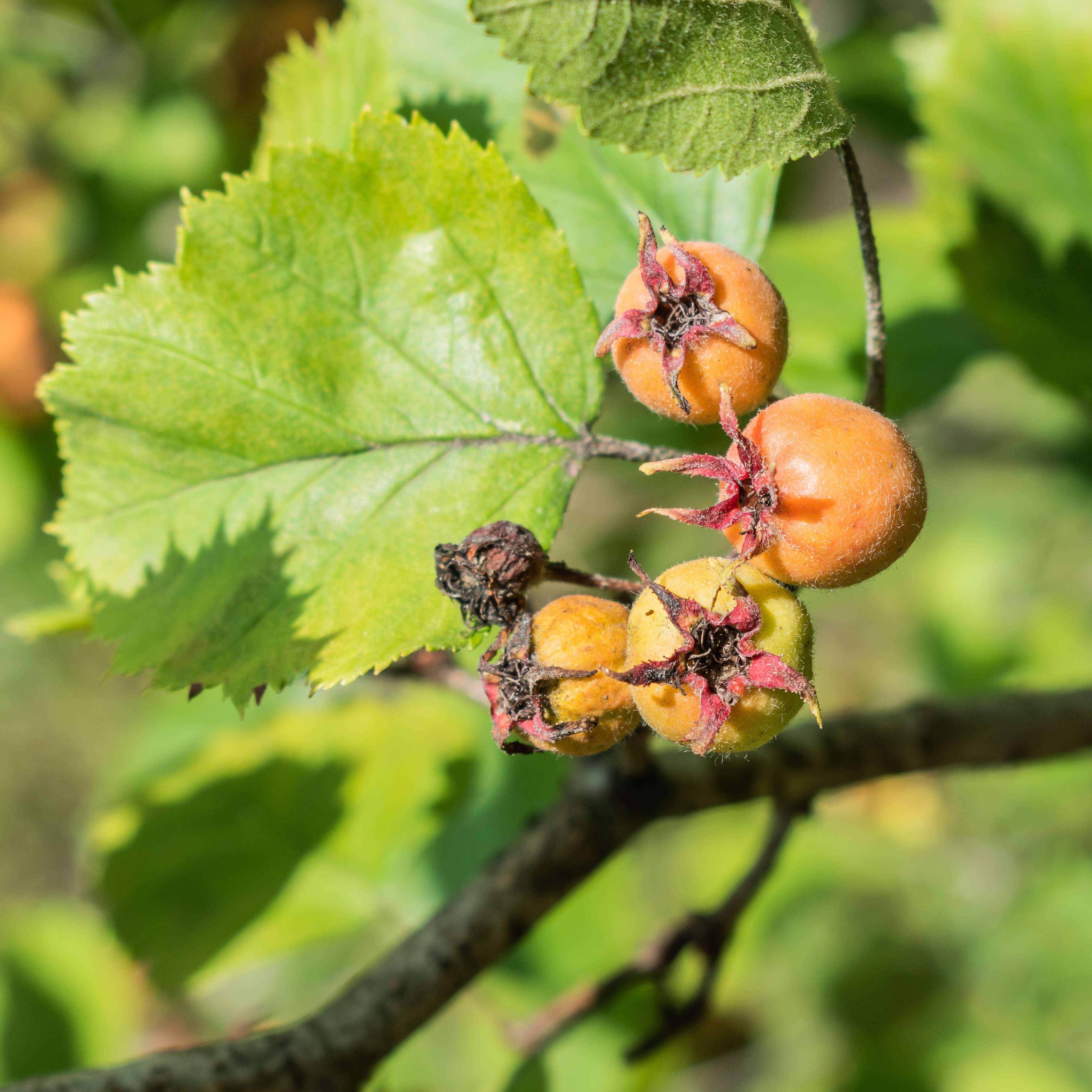 Plancia ëd Crataegus anomala Sarg.