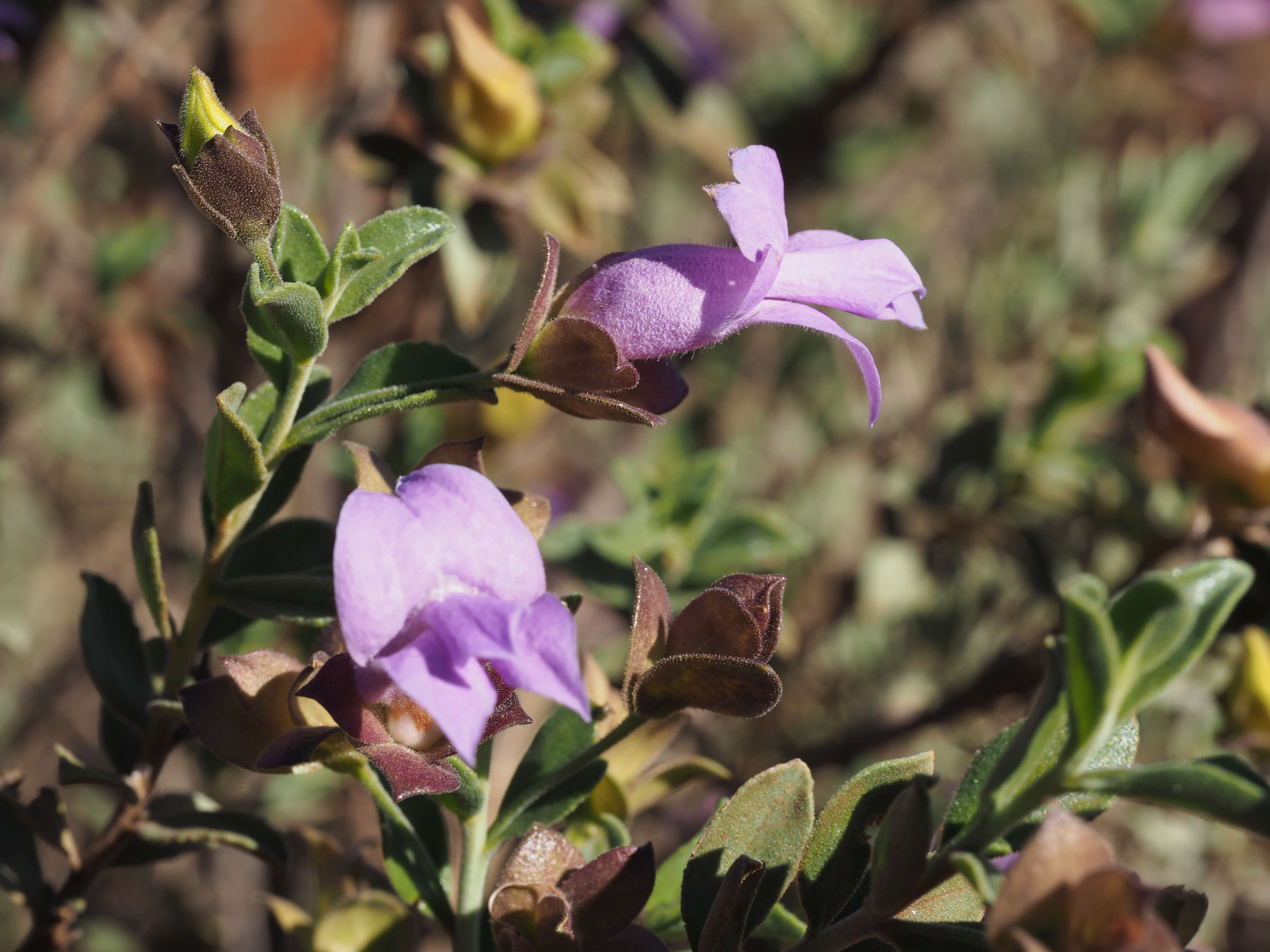 Imagem de Eremophila georgei Diels