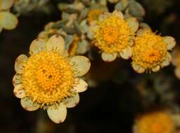 Image of Leucadendron coriaceum Philipps & Hutchinson